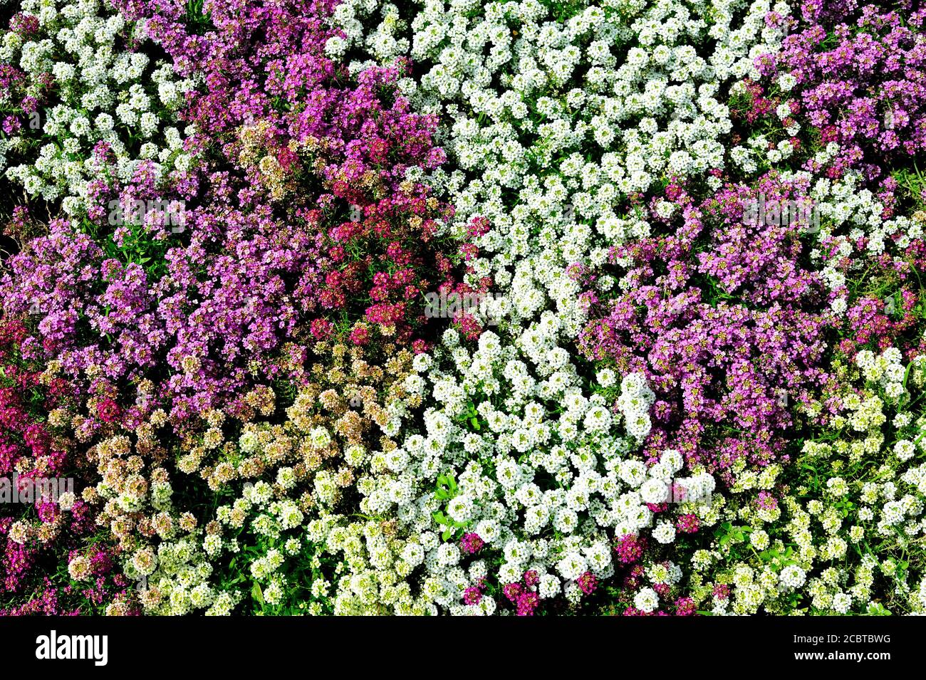 Display floreale colorato Foto Stock