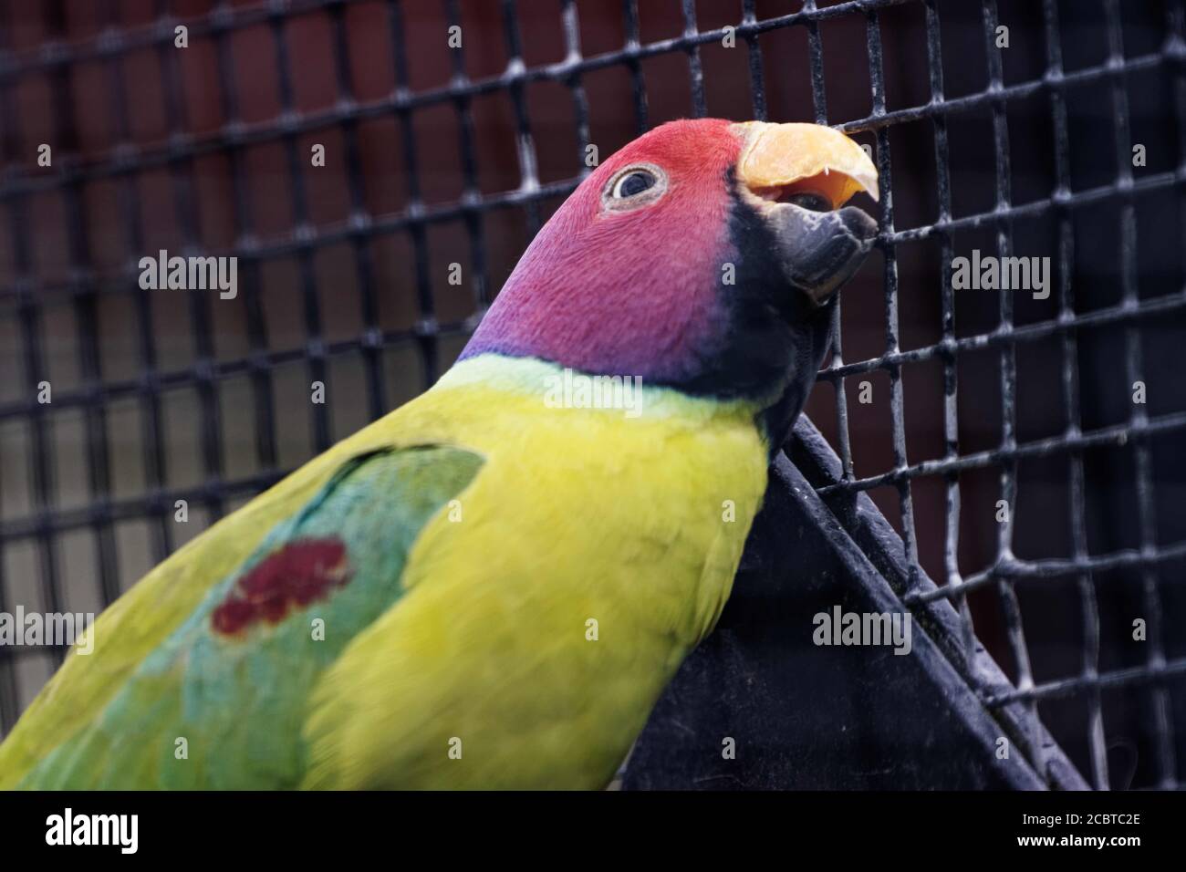 Il parrocchetto di prugne (Psittacula cyanocephala) è un parrocchetto della famiglia Psittacidae. È endemica del subcontinente indiano. Foto Stock