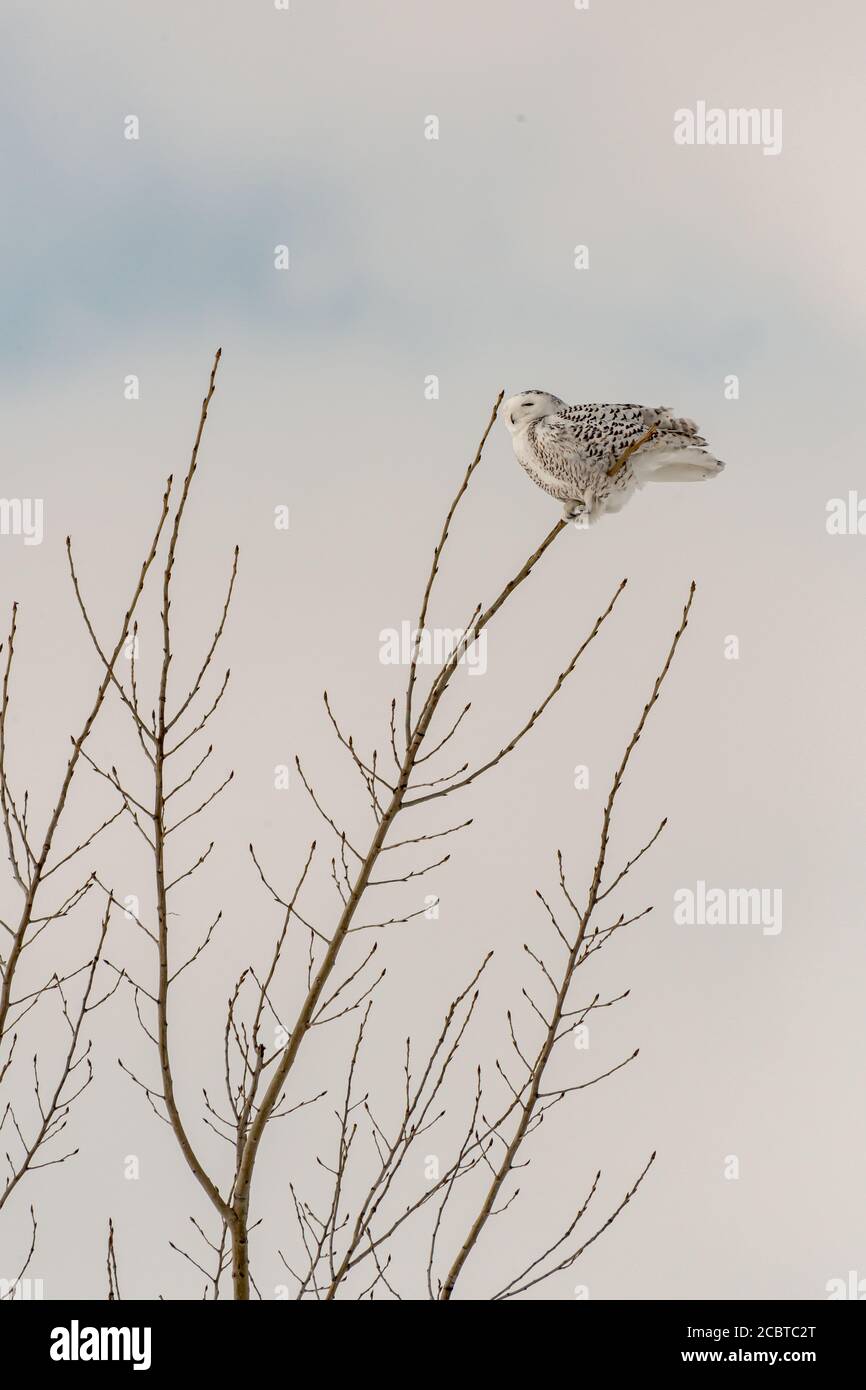 Gufo innevato nel paese posteriore Foto Stock