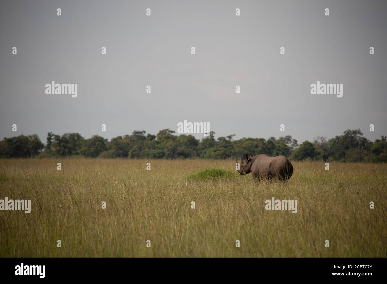 Rhino nero in Africa Foto Stock