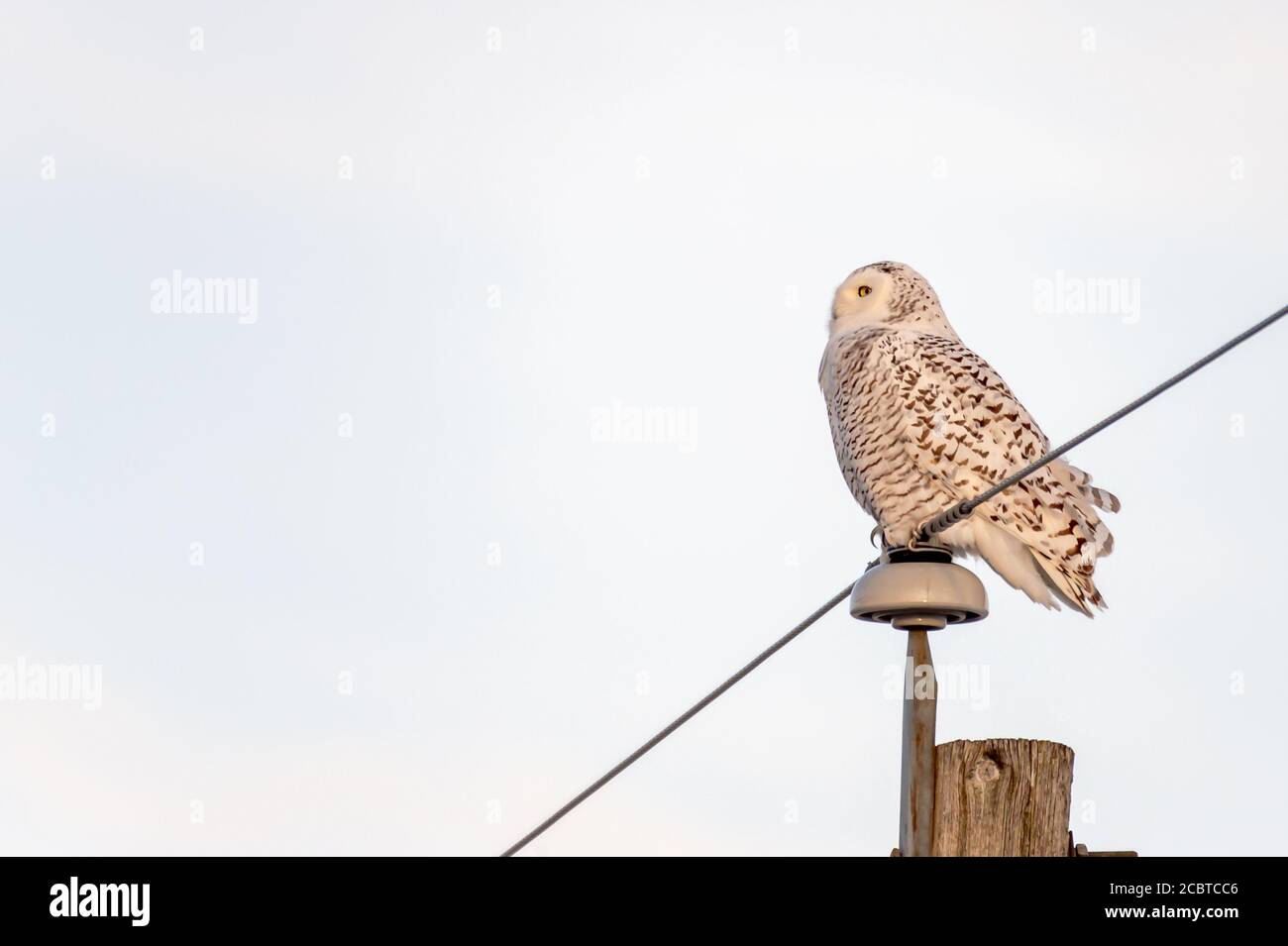 Gufo innevato nel paese posteriore Foto Stock