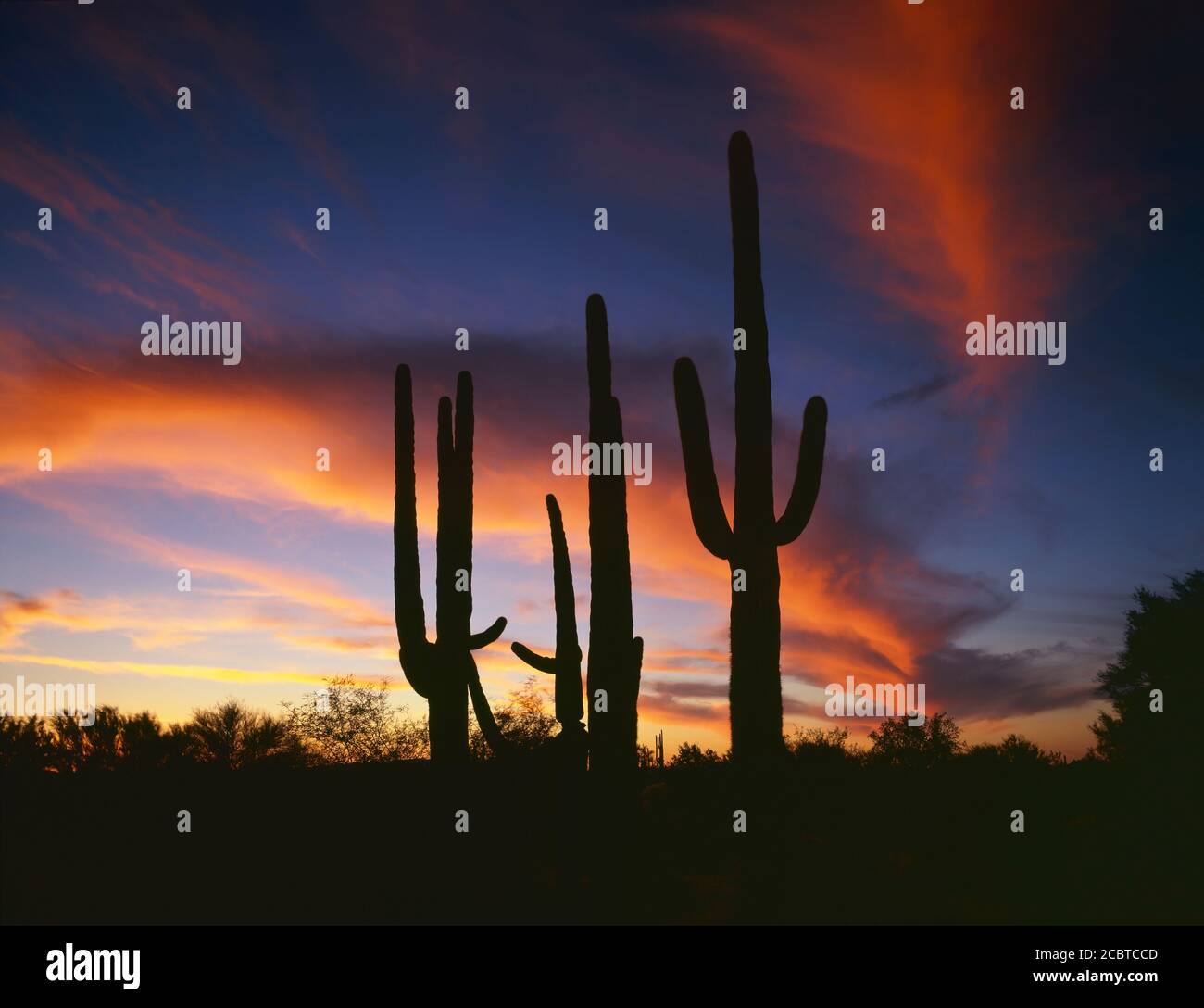 Organpipe Cactus Nat'l Monument AZ/MARCH Tramonto rosa cirrus nuvole vortice Su uno stand silhoueted di Saguaro Cactus vicino KuaKatch Wash nel nord e Foto Stock