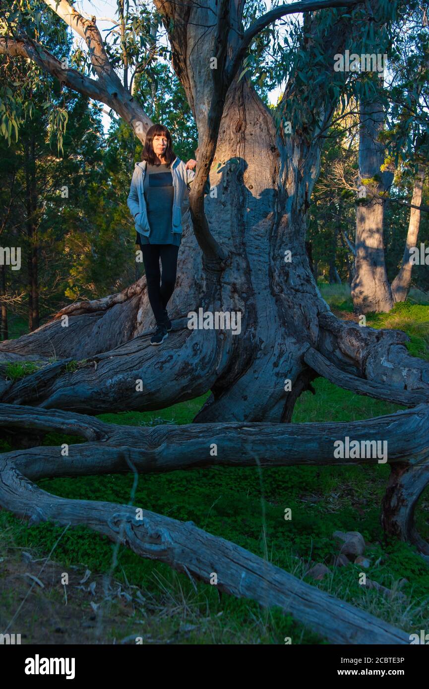 Turista femminile a Wilmington, Sstand in cima alle radici su un grande albero gengivale apparentemente sospeso a mezz'aria su una riva del torrente dall'azione di erosione. Foto Stock