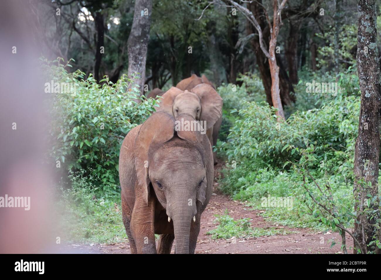 Giovani elefanti che camminano in Kenya, Africa Foto Stock