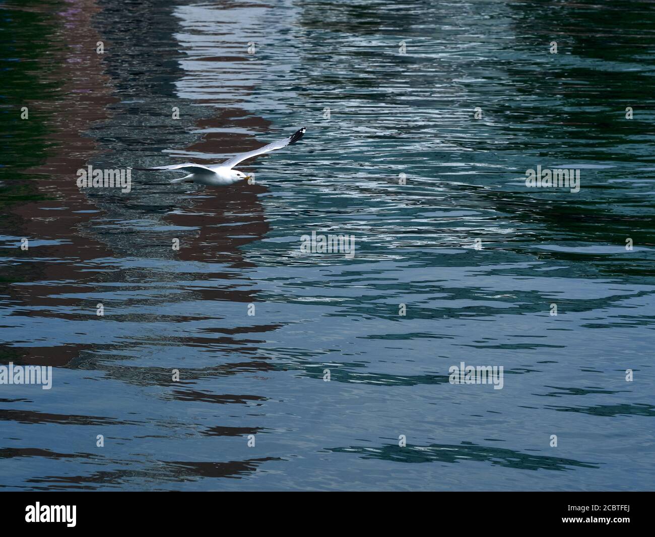 guardando i gabbiani sul lungolago Foto Stock