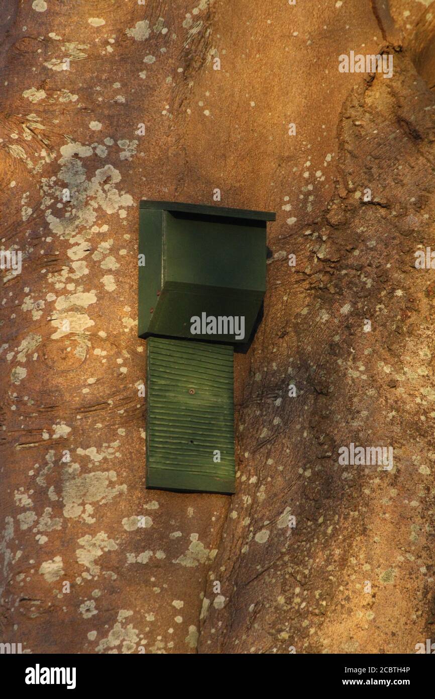 Una scatola di pipistrelli artificiale, attaccata ad un tronco di albero. Foto Stock