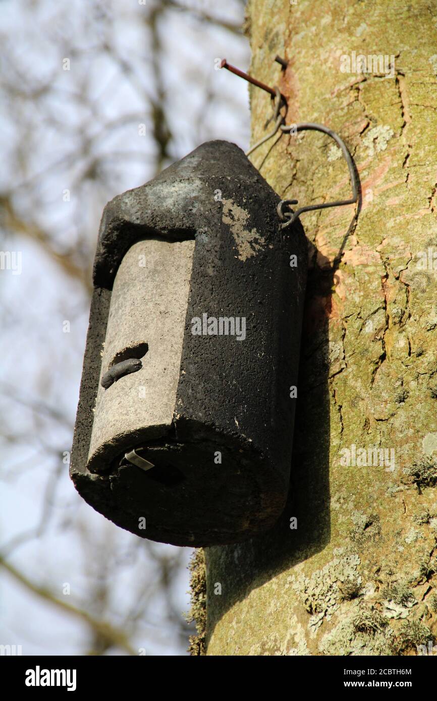 Una scatola di pipistrelli artificiale 2F Schwegler, attaccata ad un tronco di albero, a Hunterston in Ayrshire. Foto Stock