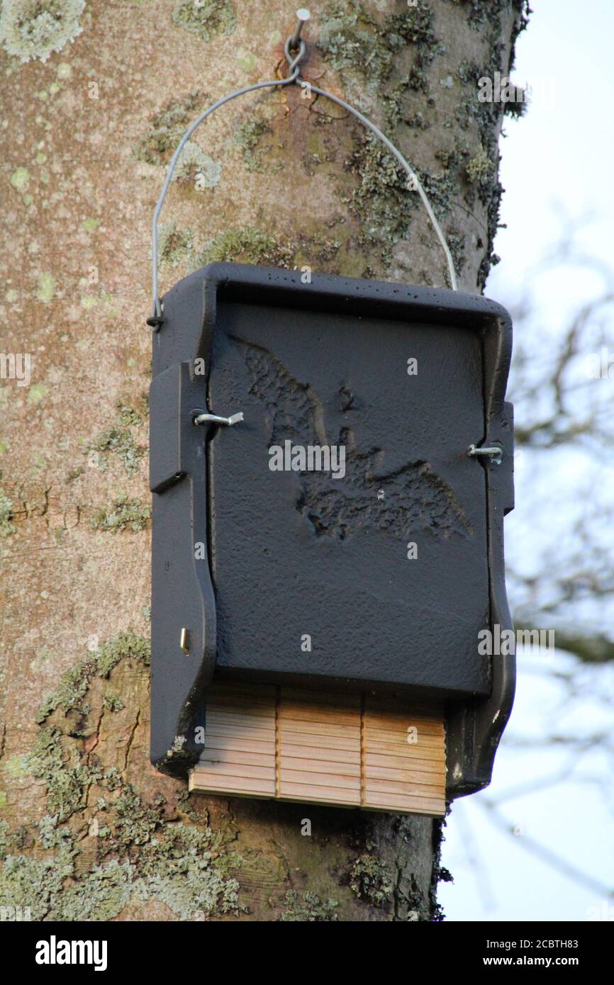 Una scatola di pipistrelli artificiale di 1FF Schwegler, fissata ad un tronco dell'albero. Foto Stock