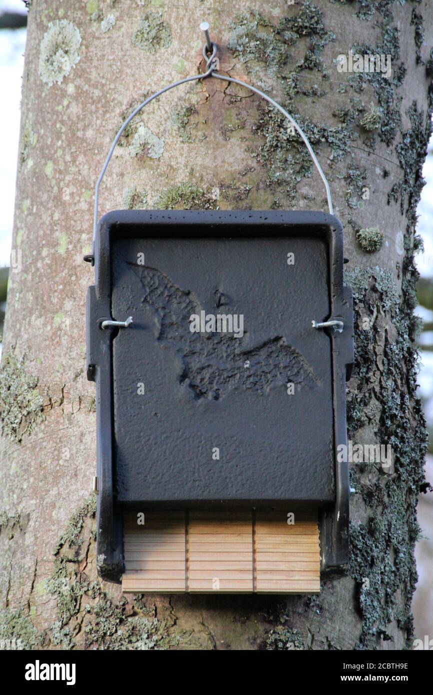 Una scatola di pipistrelli artificiale di 1FF Schwegler, fissata ad un tronco dell'albero. Foto Stock