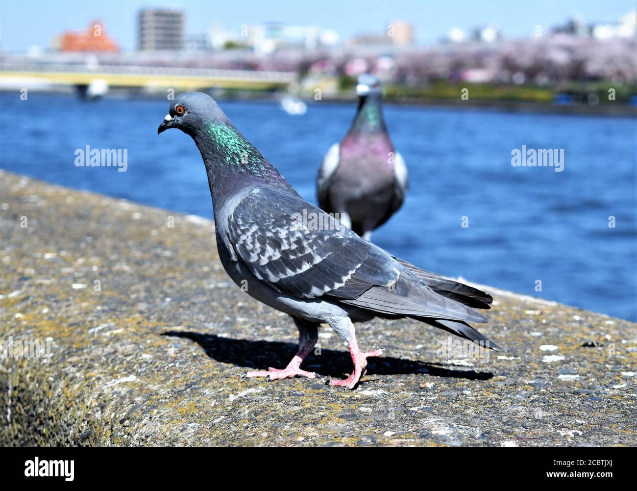 Piccioni che perching su una ringhiera di cemento di una passerella accanto un fiume Foto Stock