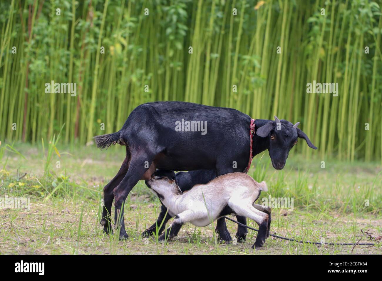 Madre capra che alimenta due caprini del bambino in un campo agricolo Foto Stock