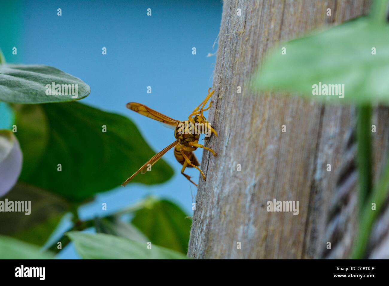 Giacca gialla Foto Stock