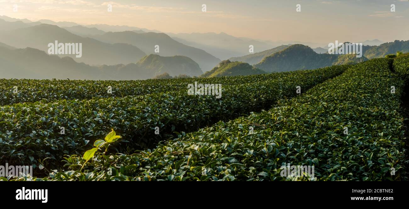Piantagione di tè nelle montagne Alishan a Taiwan Foto Stock