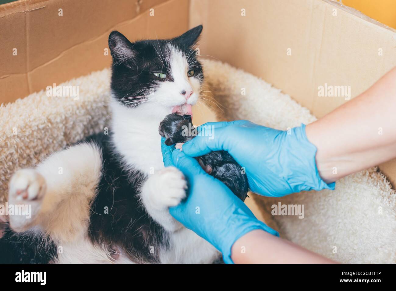 Proprietario o veterinario che sostiene un gatto durante il parto o parto - medico con guanti in lattice che tengono un cucciolo neonato e. dare a sua madre t Foto Stock