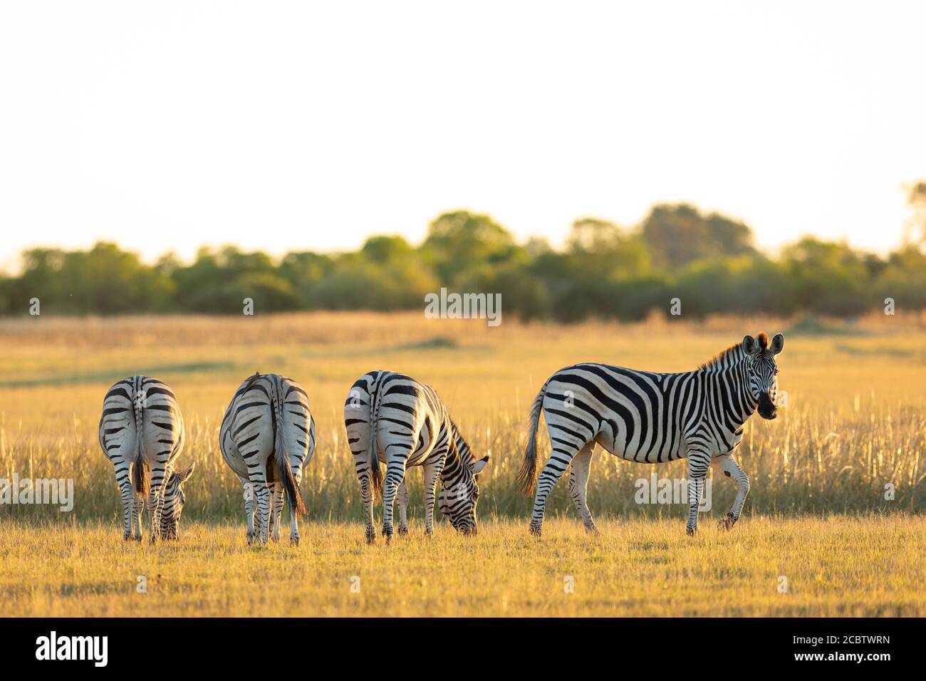 Tre fondi di zebra in linea che pascolano alla luce del tramonto Con vista laterale di un altro pascolo zebre a Moremi Okavango Delta Botswana Foto Stock