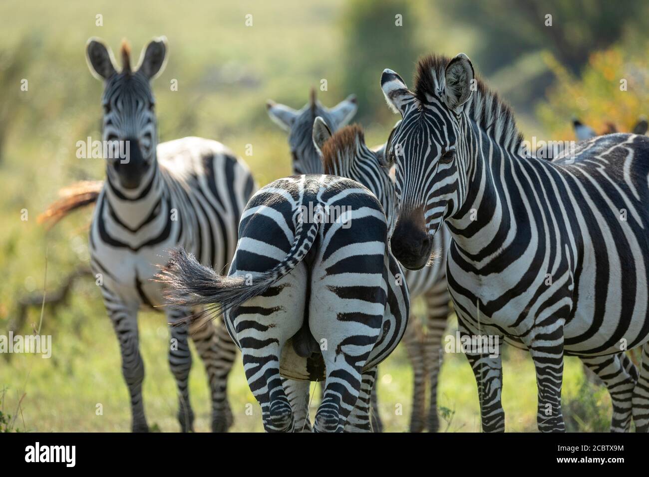 Vista posteriore della parte inferiore e metà del corpo della zebra Situato nelle vicinanze di Masai Mara Kenya Foto Stock