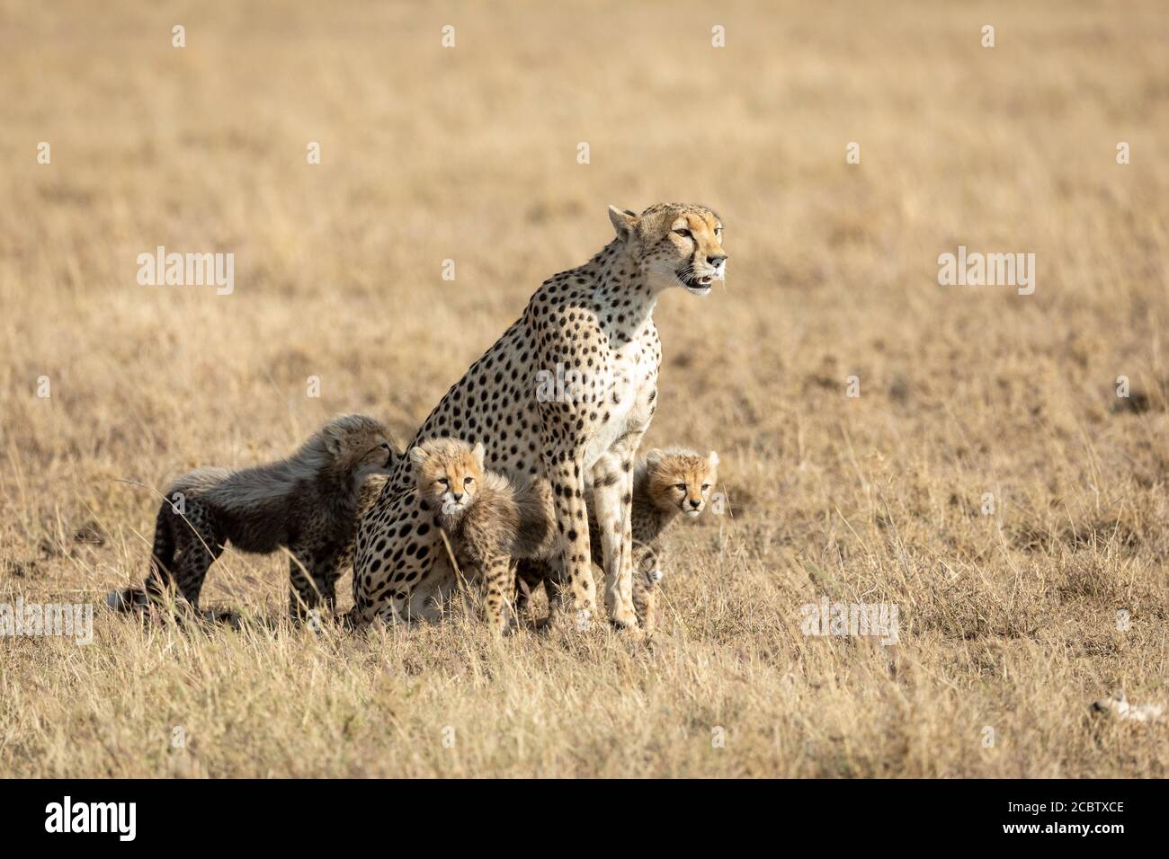 Ghepardo femminile adulto e i suoi quattro cuccioli in giallo aperto Pianure del Parco Nazionale di Serengeti Tanzania Foto Stock