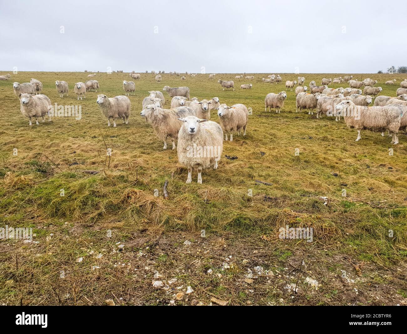 Un gregge di pecore intorno al sito di Stonehenge Foto Stock