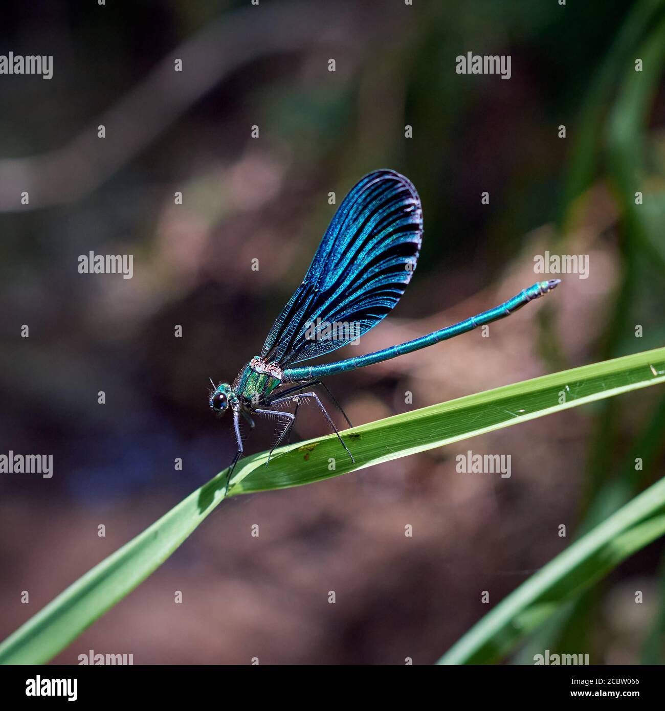 Bella libellula blu sulla pianta Foto Stock
