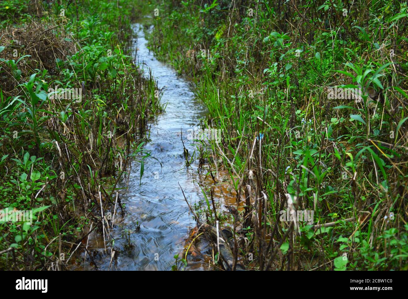 un piccolo ruscello nella foresta con erba e altre piante in crescita. Il flusso diventa più grande nella stagione piovosa ed è una fonte primaria di acqua per i Foto Stock