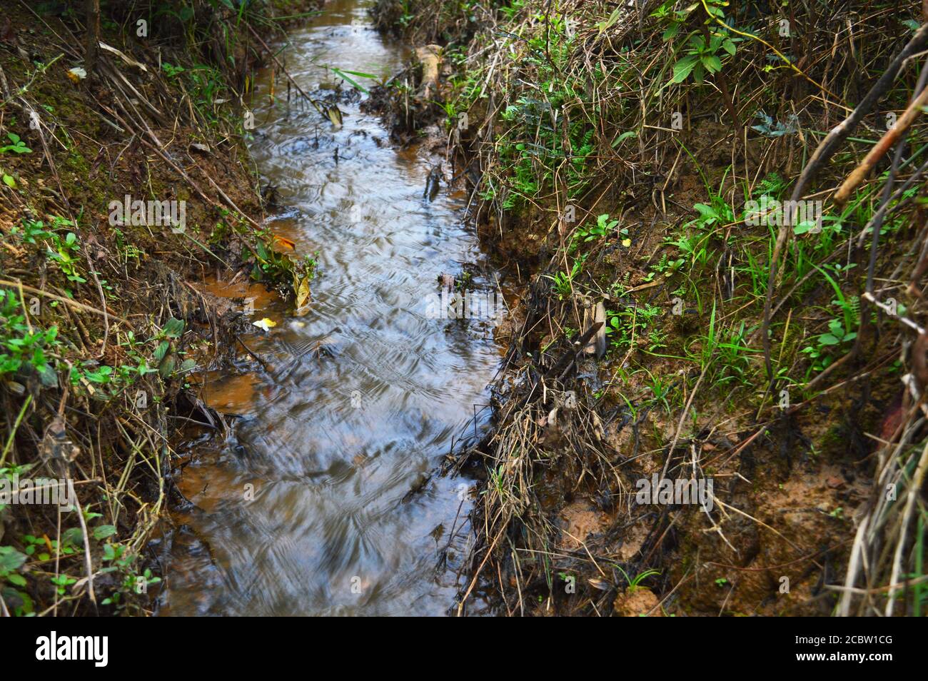 un piccolo ruscello nella foresta con erba e altre piante in crescita. Il flusso diventa più grande nella stagione piovosa ed è una fonte primaria di acqua per i Foto Stock
