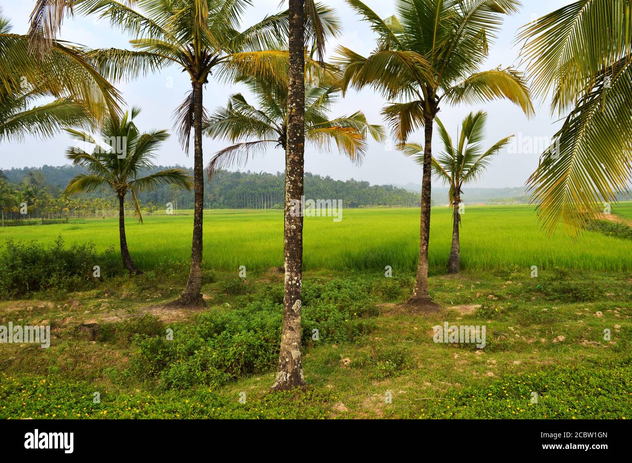 una piantagione di cocco in kerala con una grande piantagione di risaie sullo sfondo. Una piantagione è una proprietà su larga scala destinata all'agricoltura che si specializza Foto Stock