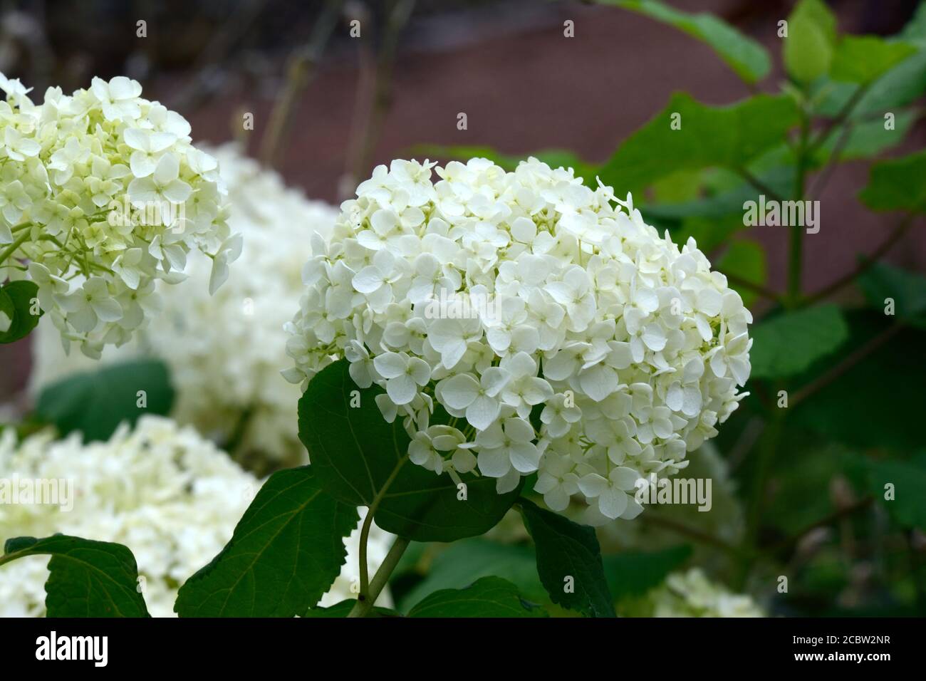 Idrangea arboresens Annabelle enormi globi di minuscoli fiori bianchi Foto Stock