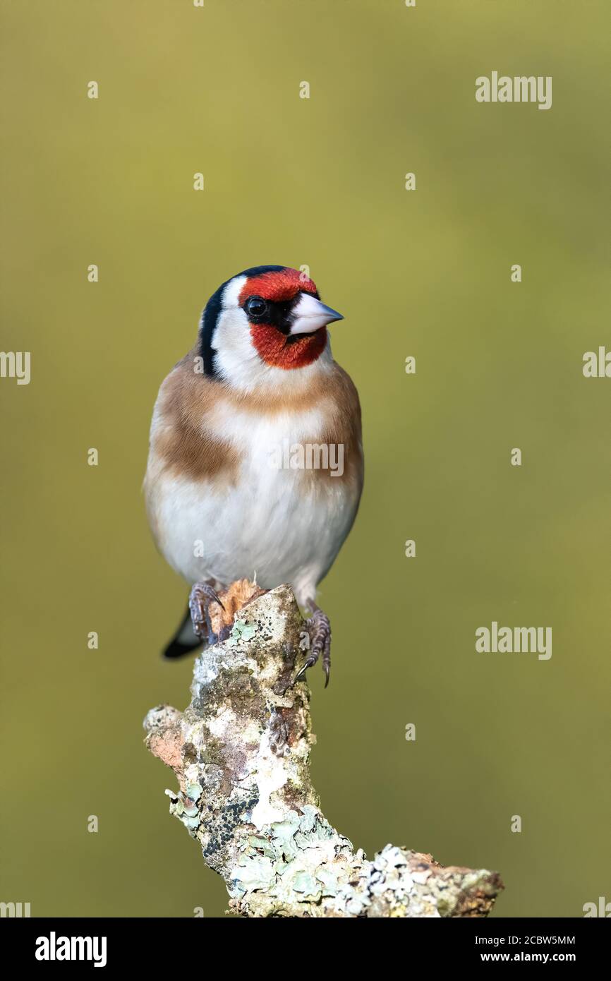 Goldfinch arroccato sulla cima di una filiale di Sliver Birch a Woodland, Regno Unito Foto Stock