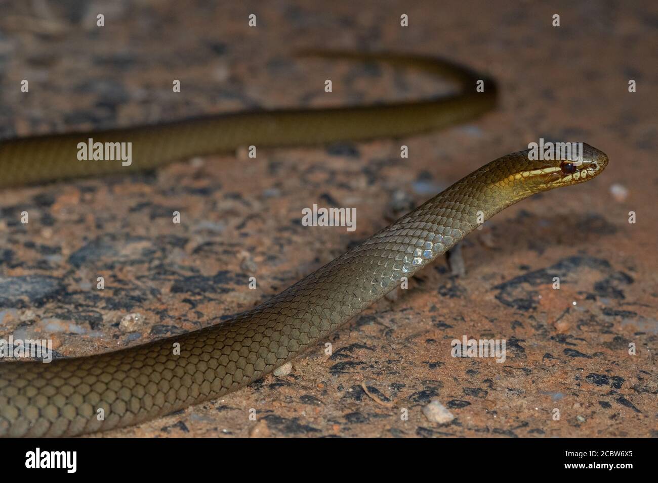 Il serpente di palude (Hemiaspis signata) conosciuto anche come serpente di palude dal colore nero. Mount Lewis, Queensland, Australia Foto Stock