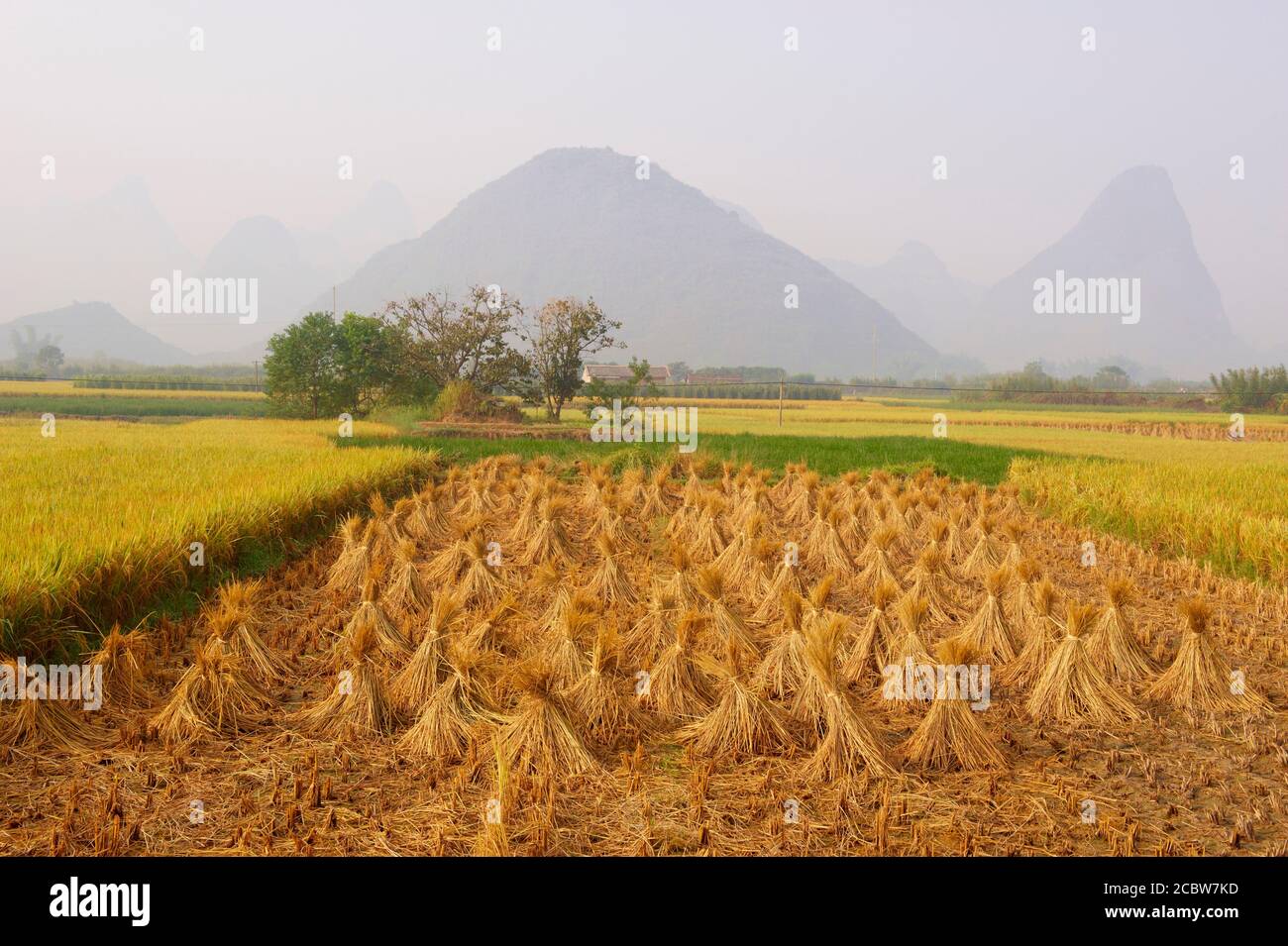 Cina, provincia di Guangxi, zona di Guilin, raccolta sul campo di riso Foto Stock