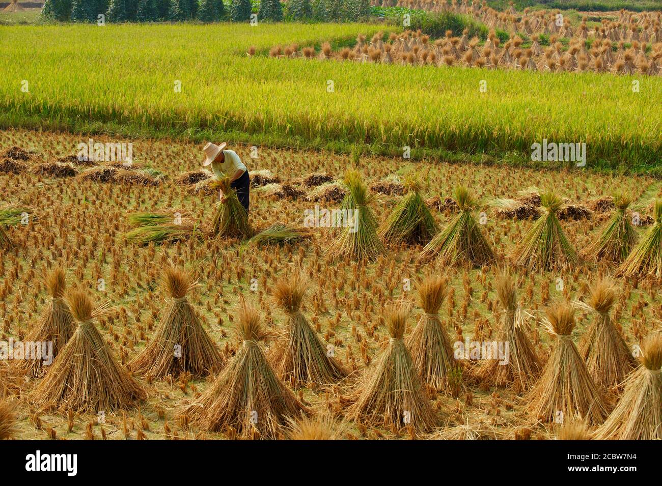 Cina, provincia di Guangxi, zona di Guilin, raccolta sul campo di riso Foto Stock