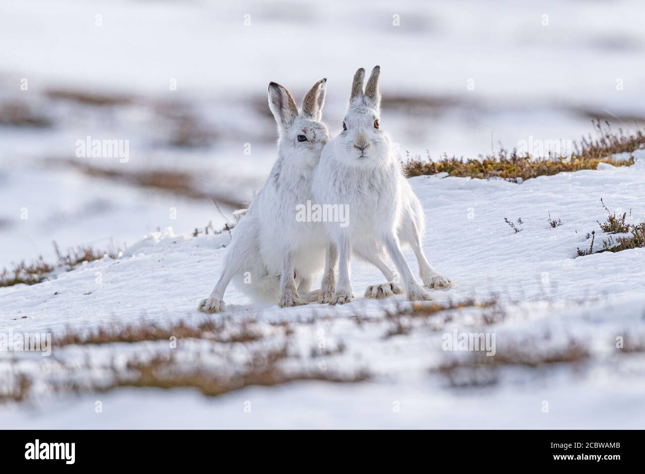 Coppia di lepri di montagna (lepus timidus) seduto in posizione verticale insieme come se il contrabbando guardando in avanti sulla neve Foto Stock