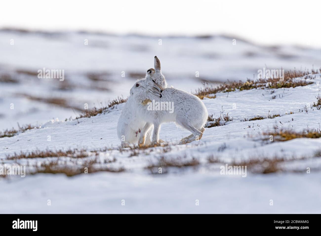 Coppia di lepri di montagna (lepus timidus) che lottano nella neve Foto Stock