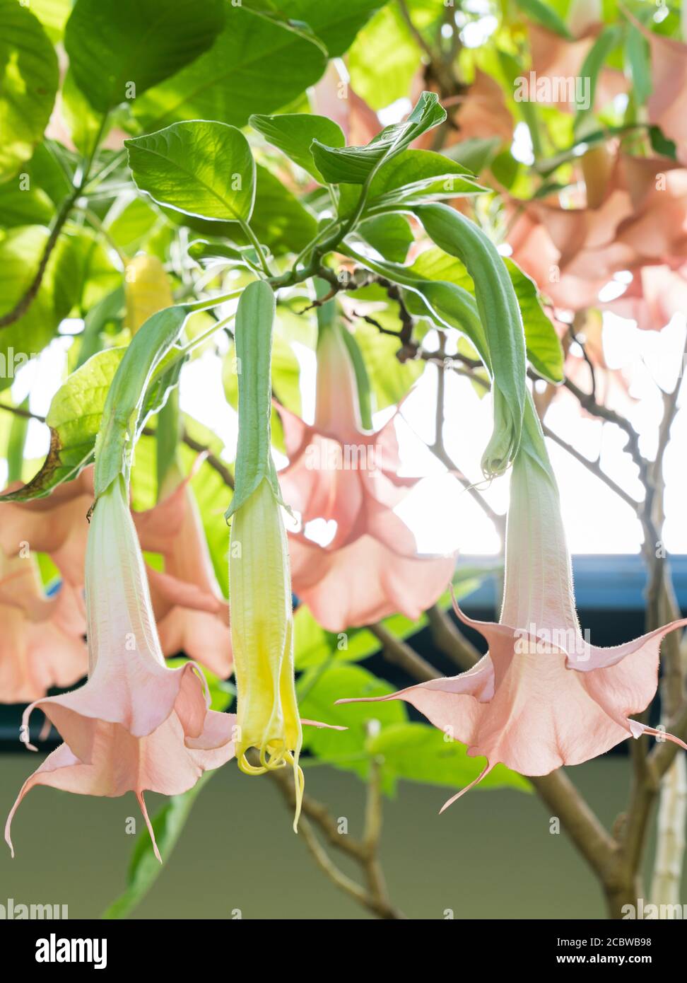 Diversi fiori a forma di tromba sulla brugmansia rosa, i fiori sono gialli e cambiano in rosa Foto Stock
