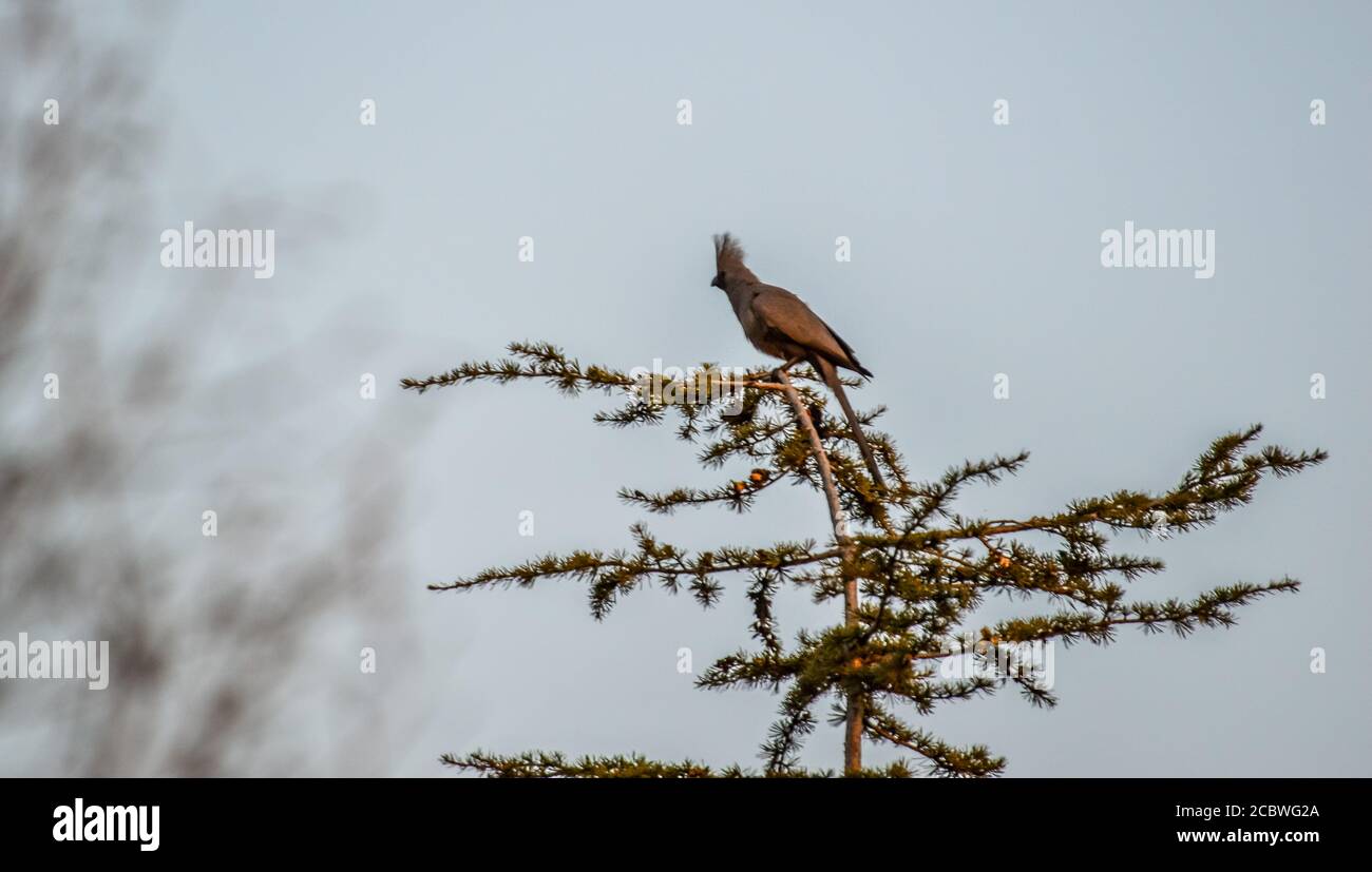 Isolated Grey GO Away-bird, conosciuto anche come Grey lourie è un uccello audace e comune degli Afrotropics meridionali Foto Stock