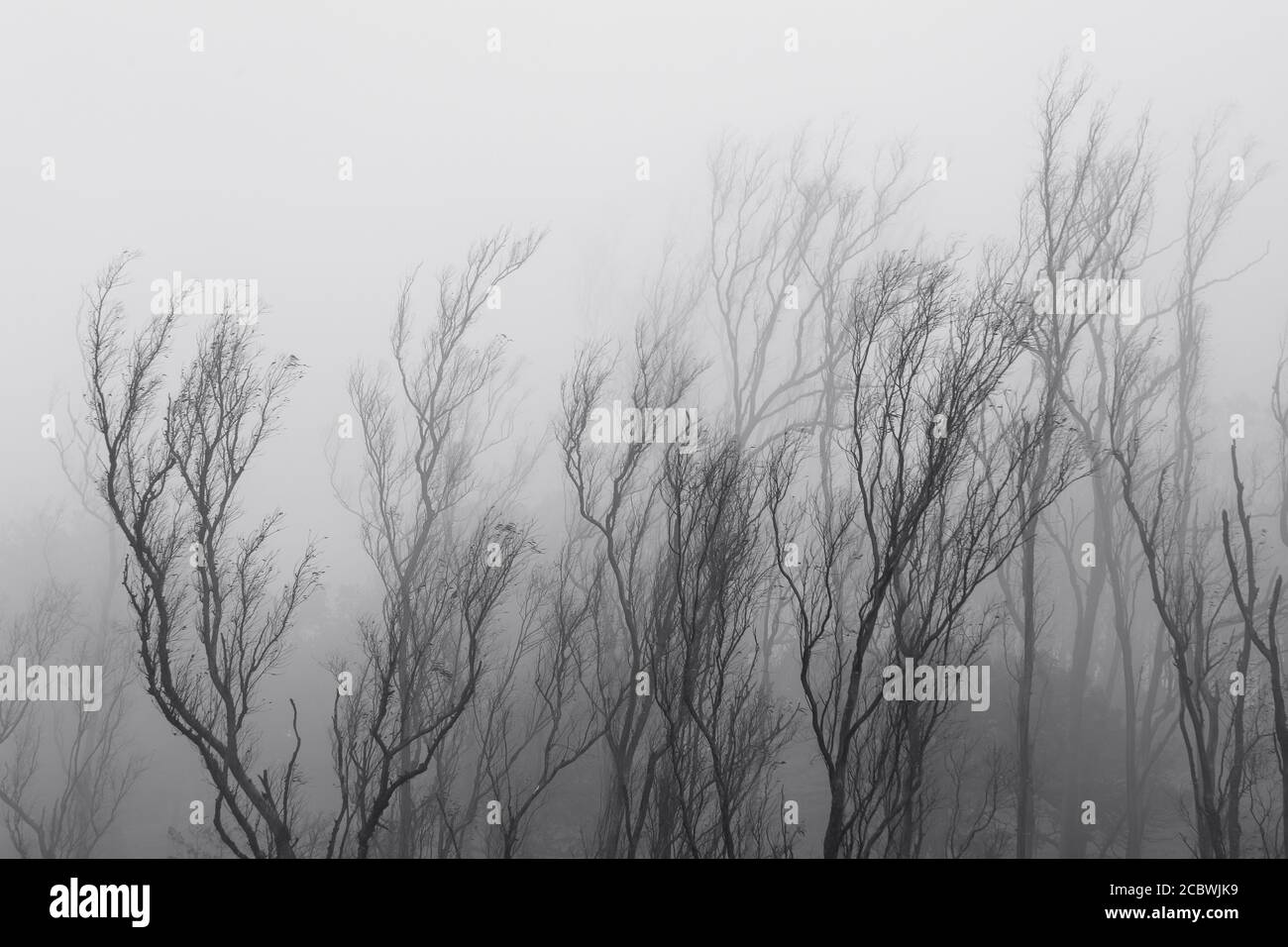 mattina nebbiosa Foto Stock