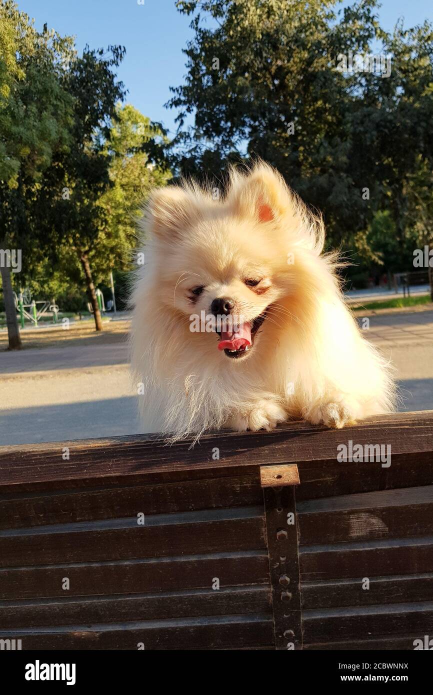 Il simpatico cane peloso Pomeranian ti guarda e sorride Foto Stock