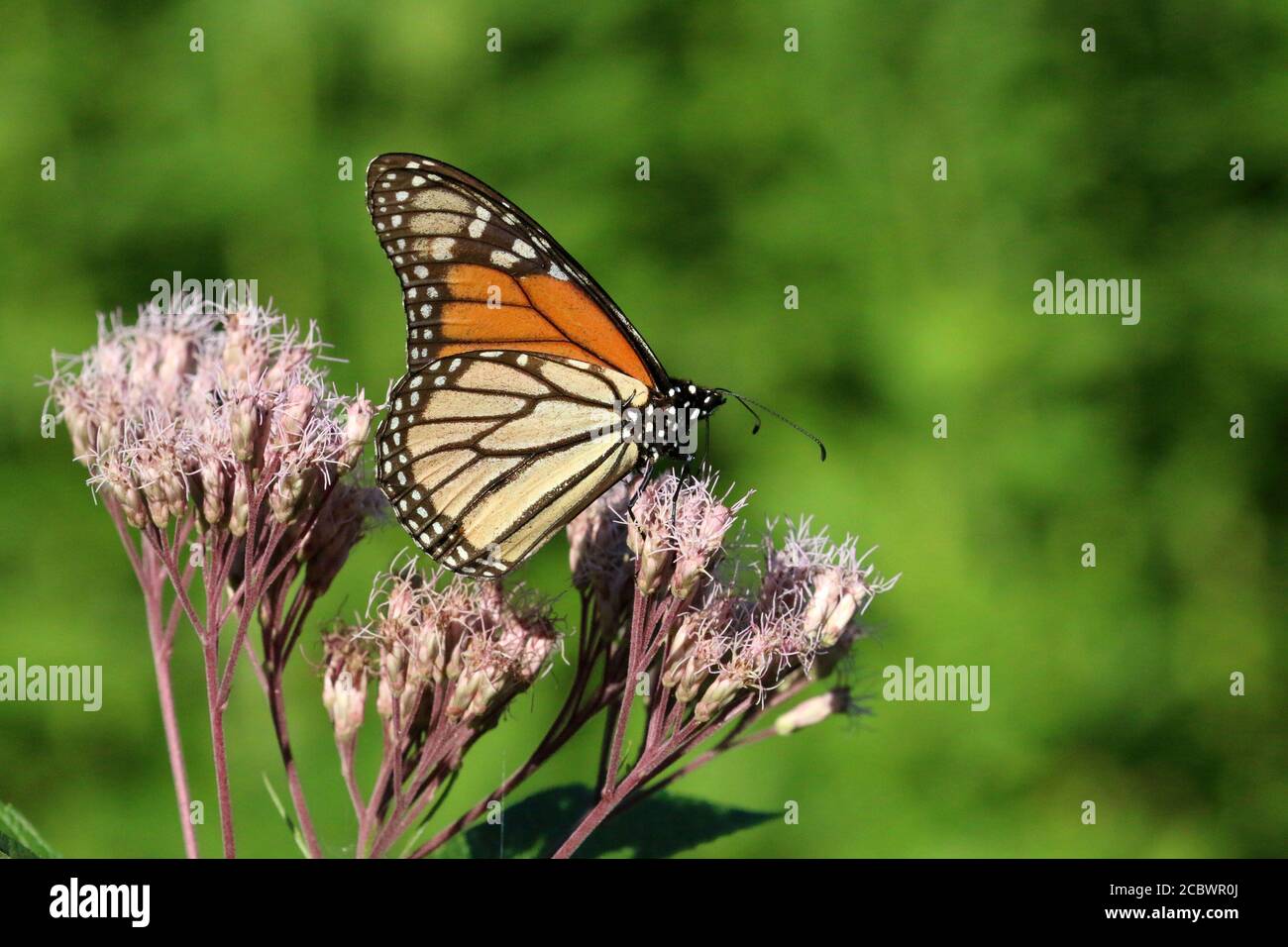Farfalle Monarch su Loosewlife viola Foto Stock