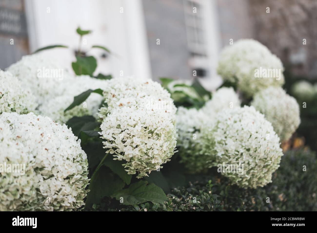 Fiori bianchi di Hydrangea Hortensia Foto Stock