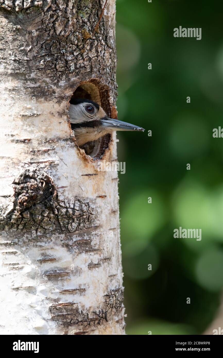 Juvenille Great Spotted Woodpecker poking la sua testa fuori dal buco del nido, Hampshire, Regno Unito Foto Stock