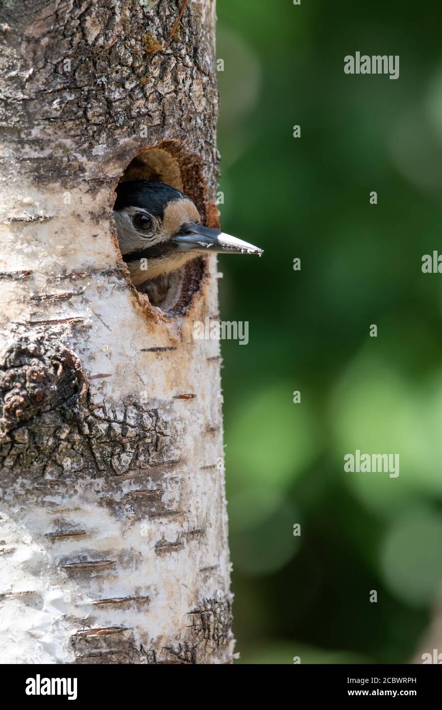Juvenille Great Spotted Woodpecker poking la sua testa fuori dal buco del nido, Hampshire, Regno Unito Foto Stock