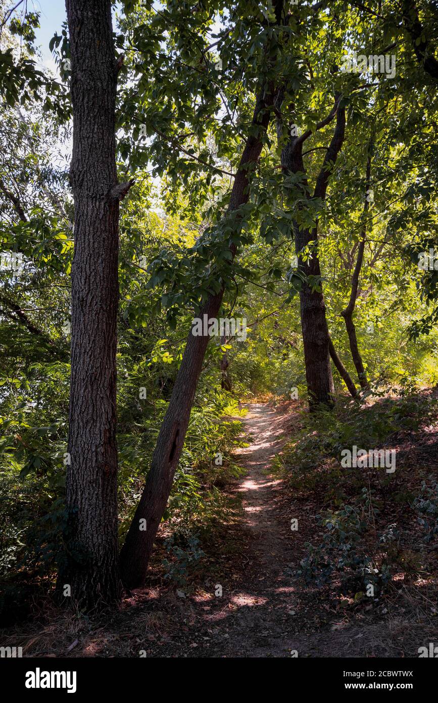 Foresta in estate. Un percorso tra acero, quercia, salice e pioppo durante una giornata di sole Foto Stock