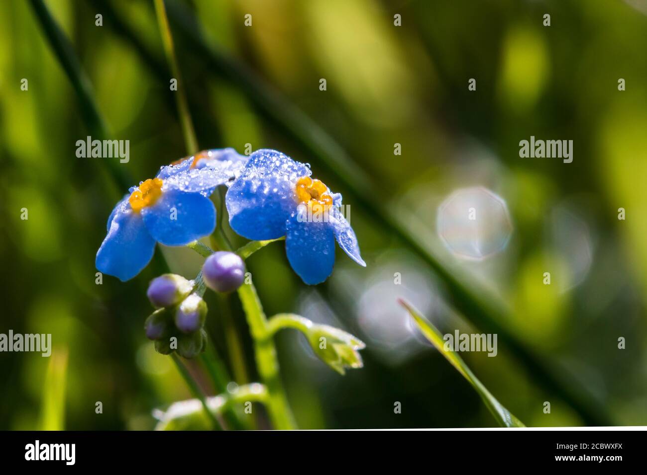 Questo piccolo blu dimentica di me non fiore (Myosotis sylvatica) cresce con il sole di prima mattina che cattura la rugiada sui petali a Thompson comune in Norfolk Foto Stock