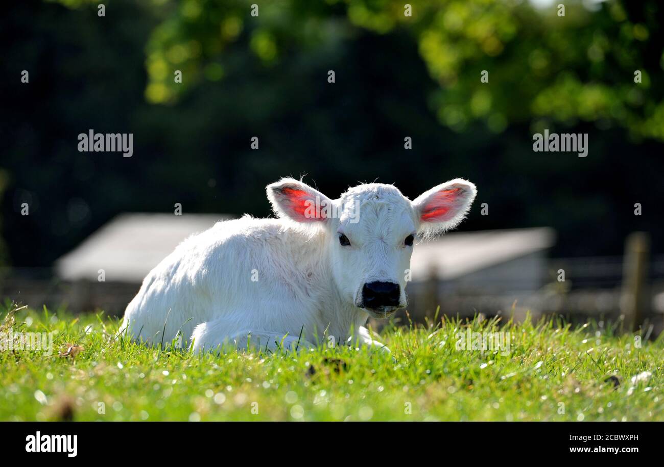 Con meno bestiame bovino di Albion che ci sono Pandas Giganti il Nascita di un vitello di giovenca chiamato Cherry ieri (Domenica 2 agosto) al Cotswold Farm Park è un Foto Stock