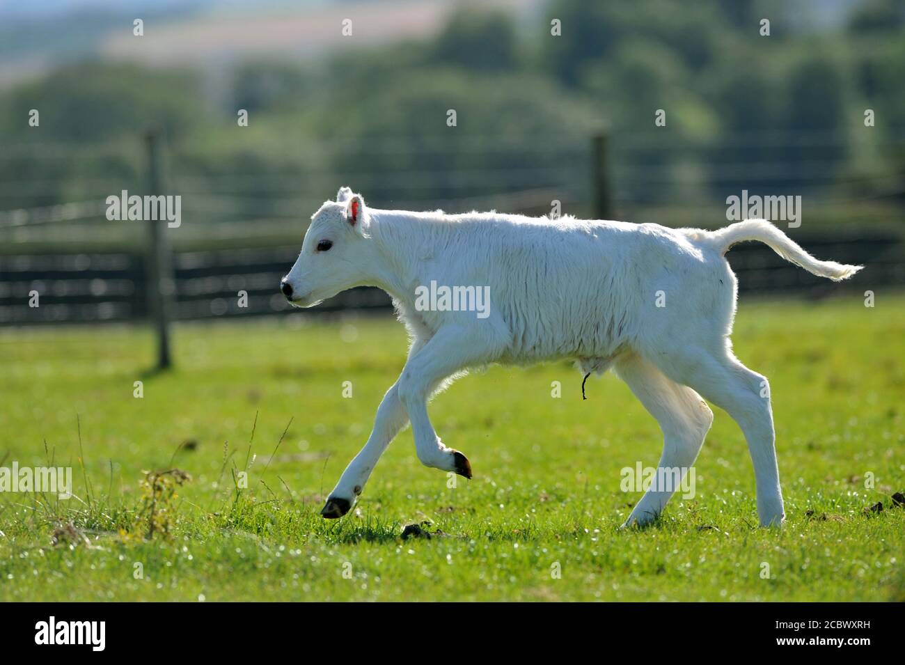 Con meno bestiame bovino di Albion che ci sono Pandas Giganti il Nascita di un vitello di giovenca chiamato Cherry ieri (Domenica 2 agosto) al Cotswold Farm Park è un Foto Stock