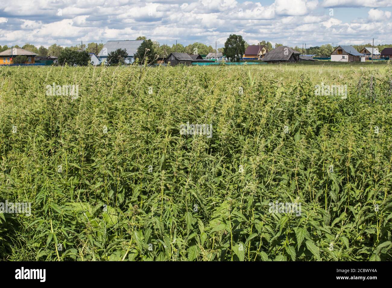 Campo rurale cresciuto con nettle. Foto Stock