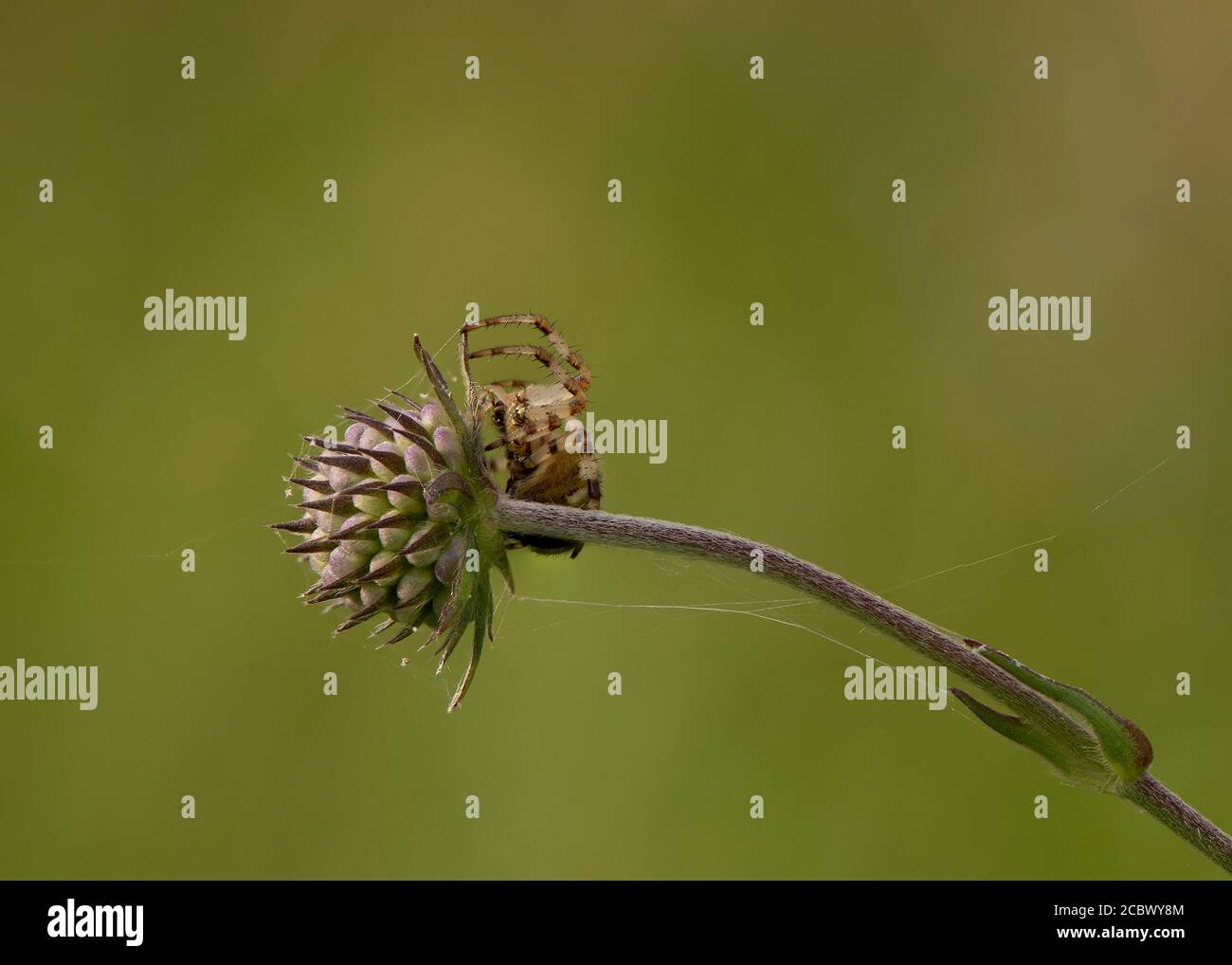 Orb Weaver (Araneus quadratus) a quattro macchie su Field Scabious, Kirconnel Flow NNR, Dumfries, SW Scotland, Foto Stock