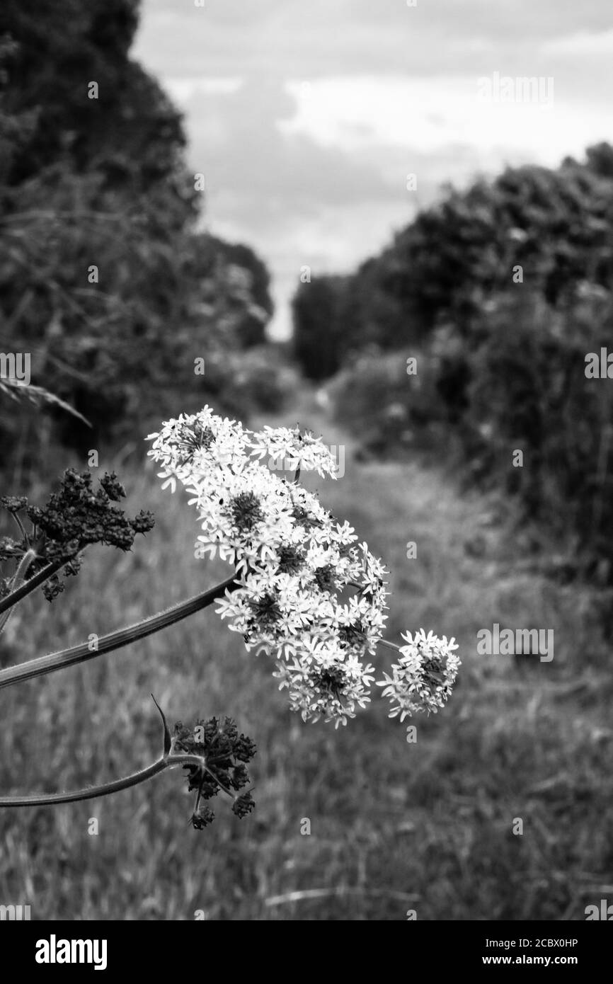 Immagine in bianco e nero di un fiore bianco che si appoggia su un sentiero della Fenland a Lakenheath Fen in Suffolk Foto Stock