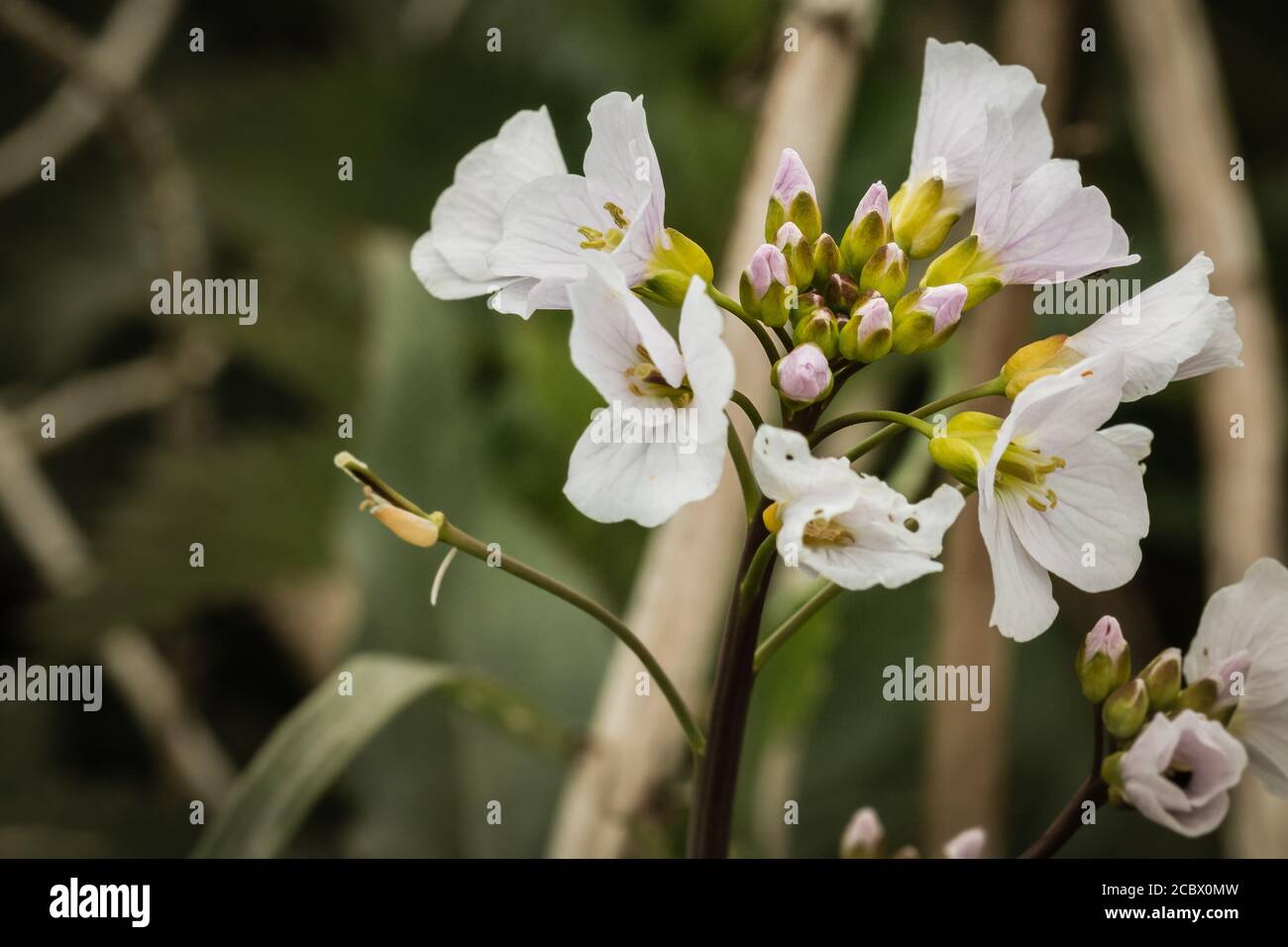 Un primo piano un piccolo fiore bianco di a. Fiore di cucù (Cardamine pratensis) Foto Stock