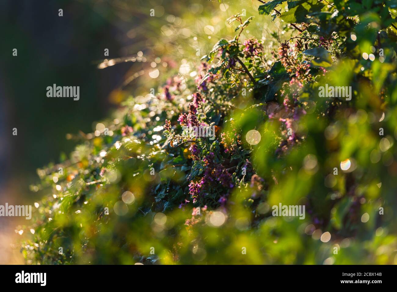 Gocce di rugiada sulle erbe selvatiche sul Lago di Garda riflettono il sole del mattino, Veneto, Italia Foto Stock